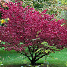 Load image into Gallery viewer, Spindle Tree Seeds