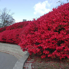 Load image into Gallery viewer, Scarlet Red Burning Bush Seeds