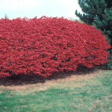 Load image into Gallery viewer, Scarlet Red Burning Bush Seeds