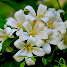 Load image into Gallery viewer, Lakeview Orange Jasmine Plant Seeds