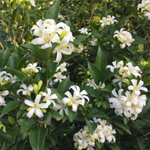 Load image into Gallery viewer, Lakeview Orange Jasmine Plant Seeds