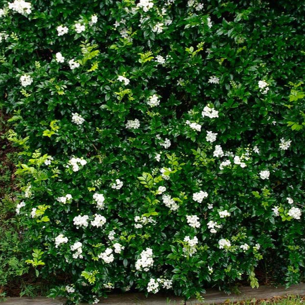 mogra plant seeds Lakeview Orange Jasmine Plant Seeds – SEEDTOPIA