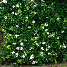 Load image into Gallery viewer, Lakeview Orange Jasmine Plant Seeds