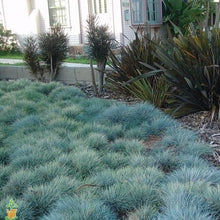 Load image into Gallery viewer, Elijah Blue Fescue Ornamental Grass Seeds