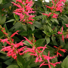 Load image into Gallery viewer, Pineapple Sage Plant Seeds