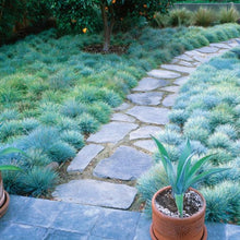 Load image into Gallery viewer, Elijah Blue Fescue Ornamental Grass Seeds