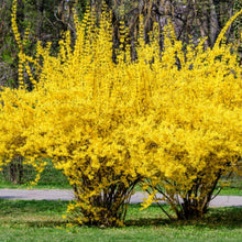Load image into Gallery viewer, Weeping Forsythia Shrub Seeds