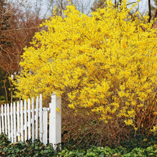 Load image into Gallery viewer, Weeping Forsythia Shrub Seeds