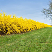 Load image into Gallery viewer, Weeping Forsythia Shrub Seeds