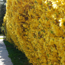 Load image into Gallery viewer, Weeping Forsythia Shrub Seeds