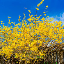 Load image into Gallery viewer, Weeping Forsythia Shrub Seeds