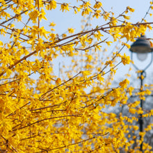 Load image into Gallery viewer, Weeping Forsythia Shrub Seeds
