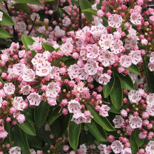 Load image into Gallery viewer, Mountain Laurel Flowering Shrub Seeds