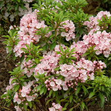 Load image into Gallery viewer, Mountain Laurel Flowering Shrub Seeds