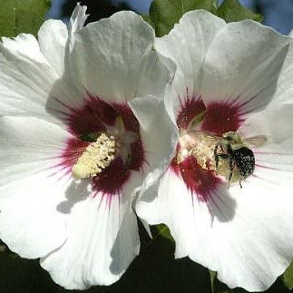 rose of sharon hibiscus seeds White Rose of Sharon Hibiscus Plant Seeds – SEEDTOPIA
