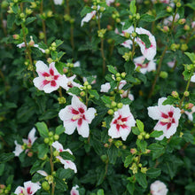 Load image into Gallery viewer, White Rose of Sharon Hibiscus Plant Seeds