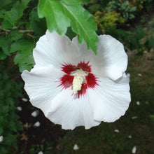 Load image into Gallery viewer, White Rose of Sharon Hibiscus Plant Seeds