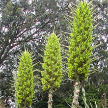 Load image into Gallery viewer, Chilean Puya Plant Seeds