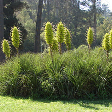 Load image into Gallery viewer, Chilean Puya Plant Seeds