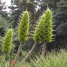 Load image into Gallery viewer, Chilean Puya Plant Seeds