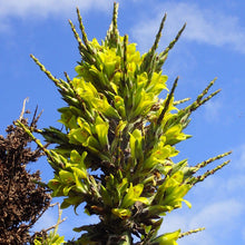 Load image into Gallery viewer, Chilean Puya Plant Seeds
