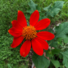 Load image into Gallery viewer, Tithonia Mexican Torch Sunflower Seeds