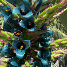Load image into Gallery viewer, Sapphire Tower Puya Plant Seeds