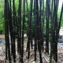 Load image into Gallery viewer, Black Bamboo Plant Seeds