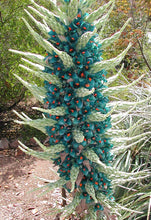 Load image into Gallery viewer, Sapphire Tower Puya Plant Seeds