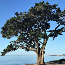 Load image into Gallery viewer, Monterey Cypress Tree Seeds