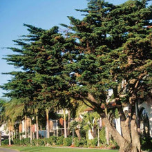 Load image into Gallery viewer, Monterey Cypress Tree Seeds