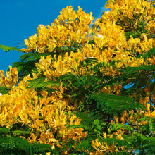 Load image into Gallery viewer, Yellow Poinciana Tree Seeds