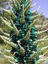 Load image into Gallery viewer, Sapphire Tower Puya Plant Seeds