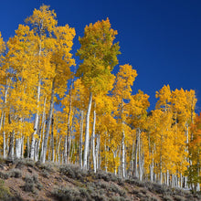 Load image into Gallery viewer, Golden Quaking Aspen Tree Seeds