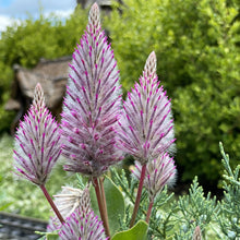 Load image into Gallery viewer, Mulla Mulla Plant Seeds