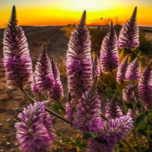 Load image into Gallery viewer, Mulla Mulla Plant Seeds