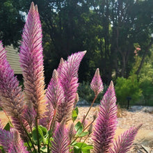 Load image into Gallery viewer, Mulla Mulla Plant Seeds