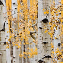 Load image into Gallery viewer, Golden Quaking Aspen Tree Seeds