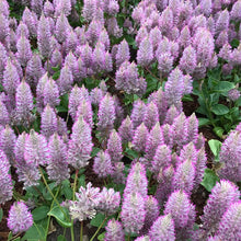 Load image into Gallery viewer, Mulla Mulla Plant Seeds