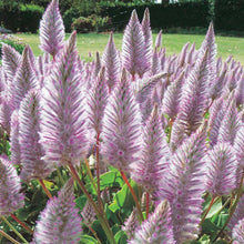 Load image into Gallery viewer, Mulla Mulla Plant Seeds