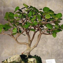 Load image into Gallery viewer, Sea Grape Tree Seeds