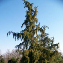 Load image into Gallery viewer, Weeping Spruce / Temple Juniper Tree Seeds
