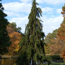 Load image into Gallery viewer, Weeping Spruce / Temple Juniper Tree Seeds