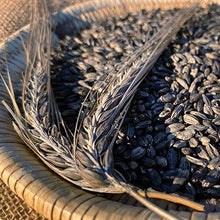 Load image into Gallery viewer, Black Hulless Barley Ornamental Grass Seeds