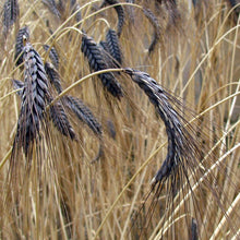 Load image into Gallery viewer, Black Hulless Barley Ornamental Grass Seeds
