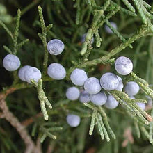 Load image into Gallery viewer, Eastern Red Cedar Tree Seeds