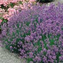 Load image into Gallery viewer, Munstead Lavender Ornamental Groundcover Plant Seeds