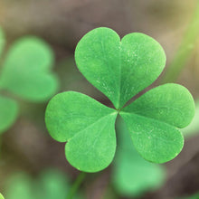 Load image into Gallery viewer, Irish Shamrock Plant Seeds