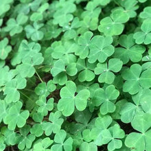 Load image into Gallery viewer, Irish Shamrock Plant Seeds