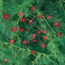 Load image into Gallery viewer, Cypress Vine Plant Seeds